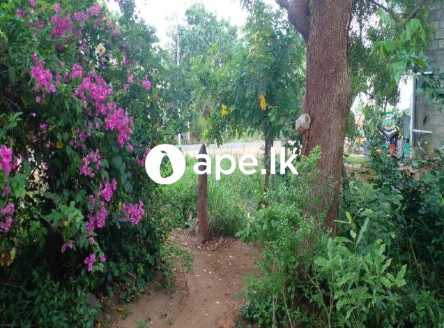 Land for sale  anuradapura